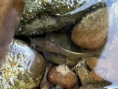 Margined Madtom thumbnail 2