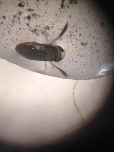 Trichocorixa macroceps