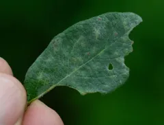 Erysiphe lonicerae thumbnail 3