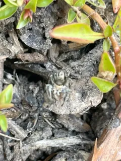 Habronattus tarsalis thumbnail 4