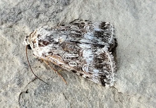 Sympistis simplex