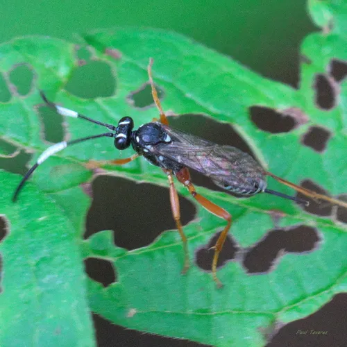 Baryceros audax