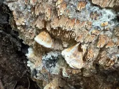 Phlebia nothofagi thumbnail 2