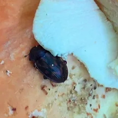 Phenolia grossa thumbnail 4