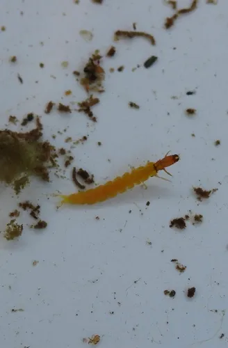 Chimarra aterrima