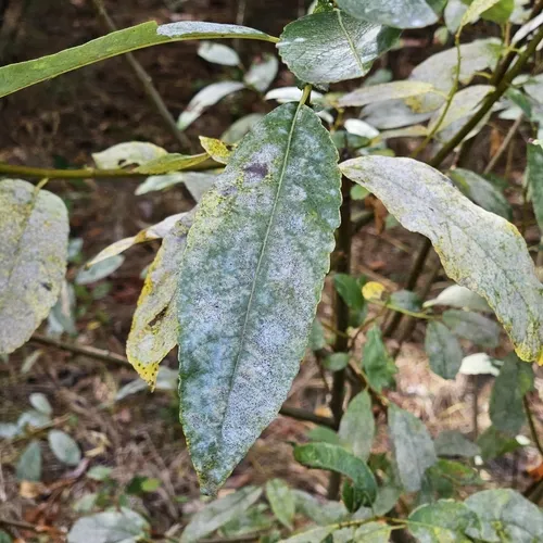 sallow mildew