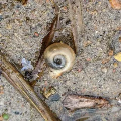 Bellmouth Ramshorn thumbnail 2