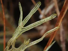 Hooked Veilwort thumbnail 2