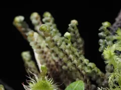 Marsh Earwort thumbnail 2