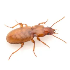 Pterostichus castaneus thumbnail 1