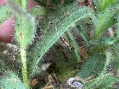 Phacelia Plant Bug thumbnail 3