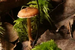 Inocybe sphagnophila thumbnail 2