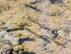 Plains Topminnow thumbnail 2