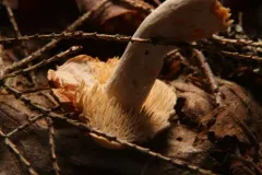 Hydnum subconnatum thumbnail 2