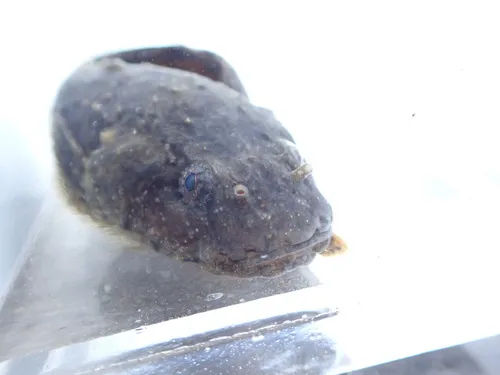 Ribbon Snailfish
