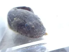 Ribbon Snailfish thumbnail 1