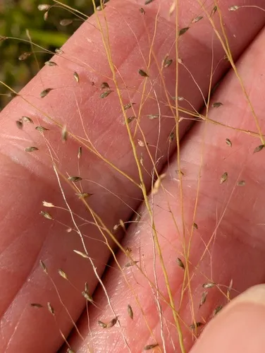 fall dropseed muhly