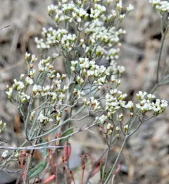 Slender Buckwheat thumbnail 4