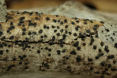 Nigrograna obliqua