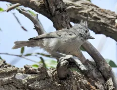 Juniper Titmouse thumbnail 1