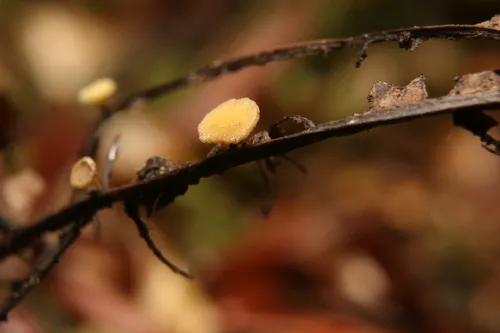 Hymenoscyphus microserotinus