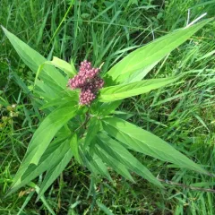 swamp milkweed thumbnail 4