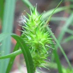 hop sedge thumbnail 4