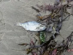 Spotfin Surfperch thumbnail 2