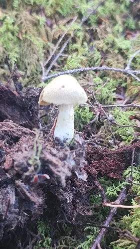 Cortinarius venetus