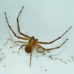 Sad Ground Crab Spider thumbnail 2