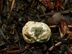 Trappea darkeri thumbnail 1