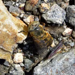 Atylotus tingaureus thumbnail 2