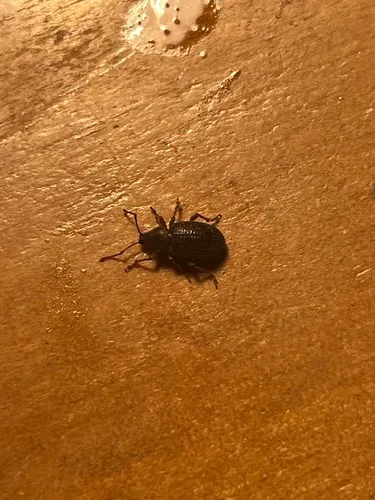 Cribrate Weevil