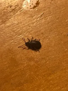 Cribrate Weevil thumbnail 1
