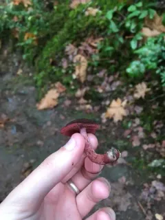 Maroon Madrone Tubaria thumbnail 3
