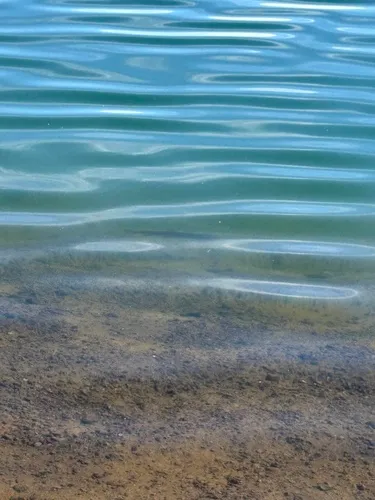 Lahontan Cutthroat Trout