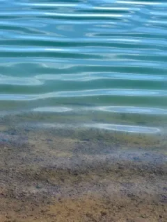 Lahontan Cutthroat Trout thumbnail 1