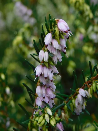 Spring Heath