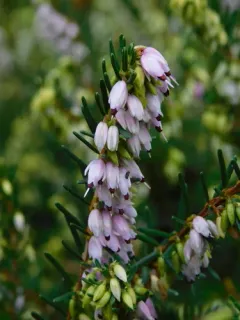 Spring Heath thumbnail 1