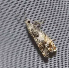 Epinotia nigralbanoidana thumbnail 4