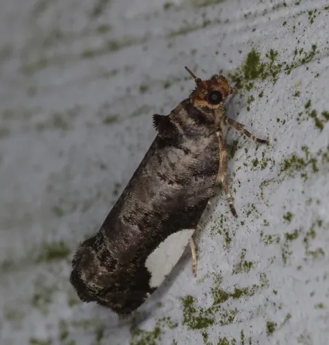 White-spotted Hedya Moth