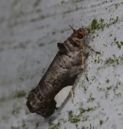 White-spotted Hedya Moth thumbnail 1