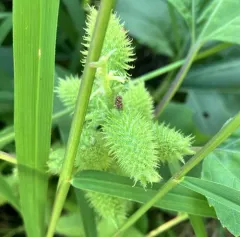 common cocklebur thumbnail 2