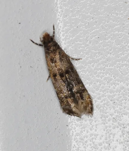 Homosetia fasciella