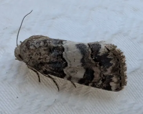 Third Flower Moth