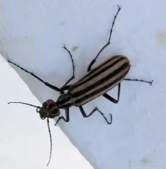 Striped Blister Beetle thumbnail 1