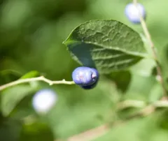 sapphire-berry thumbnail 2