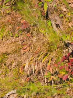Meadow Brome thumbnail 4