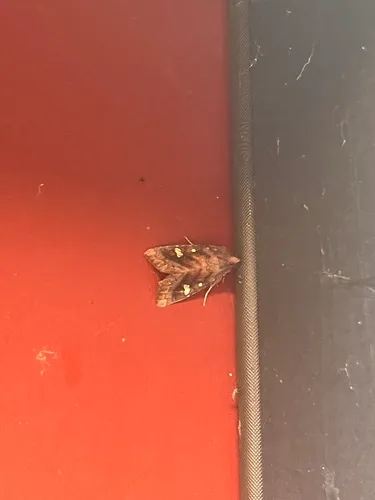Lizard’s-tail Borer Moth