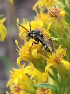 Eagle Creek Nomad Bee thumbnail 2